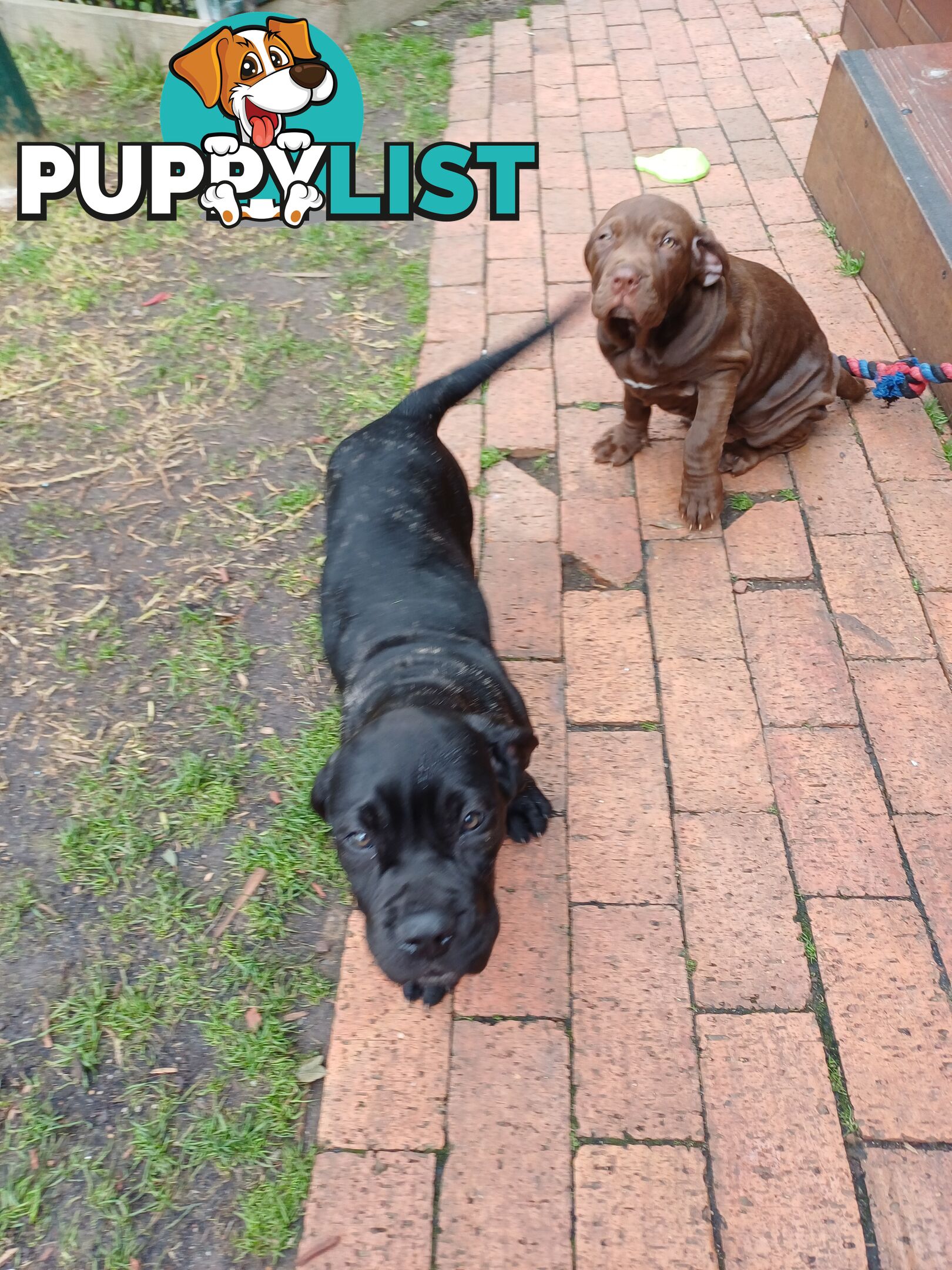 Neo mastiffs puppies