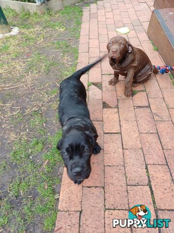 Neo mastiffs puppies