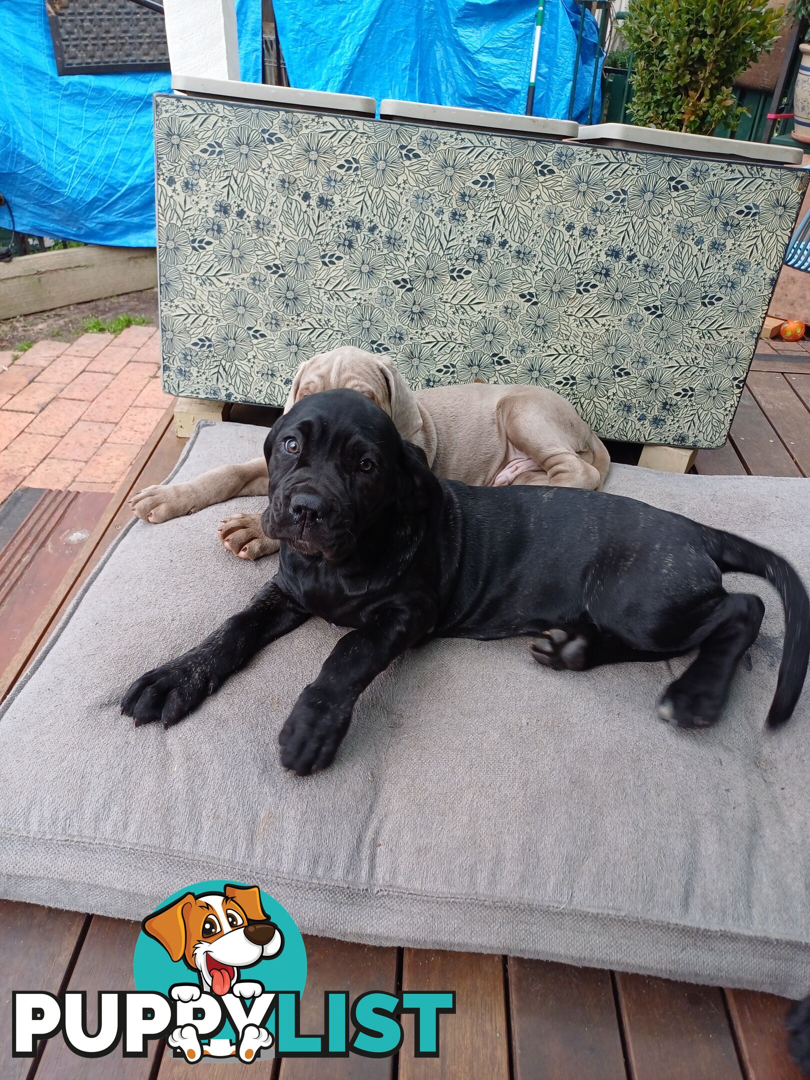 Neo mastiffs puppies