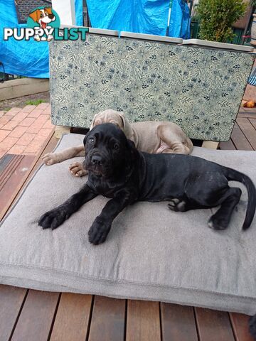 Neo mastiffs puppies