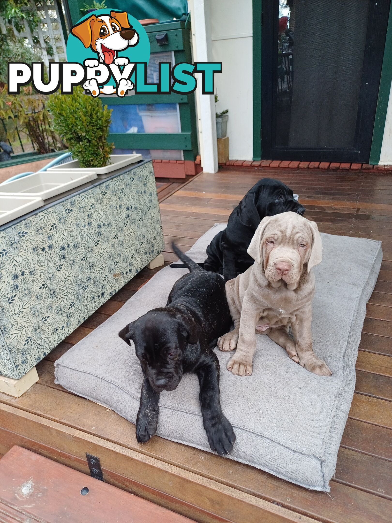Neo mastiffs puppies