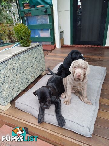 Neo mastiffs puppies