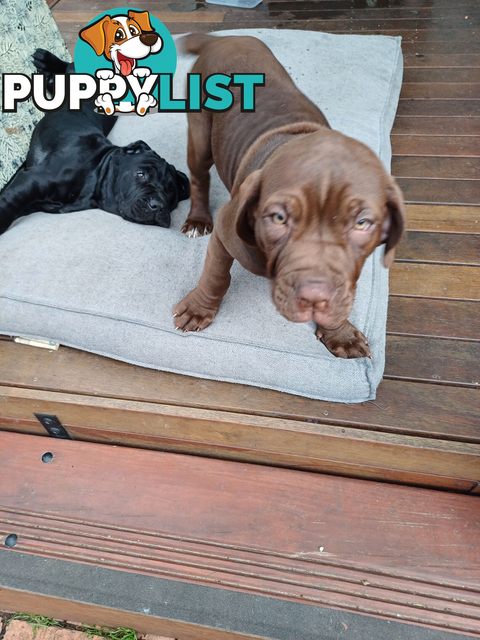 Neo mastiffs puppies