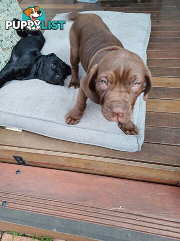 Neo mastiffs puppies