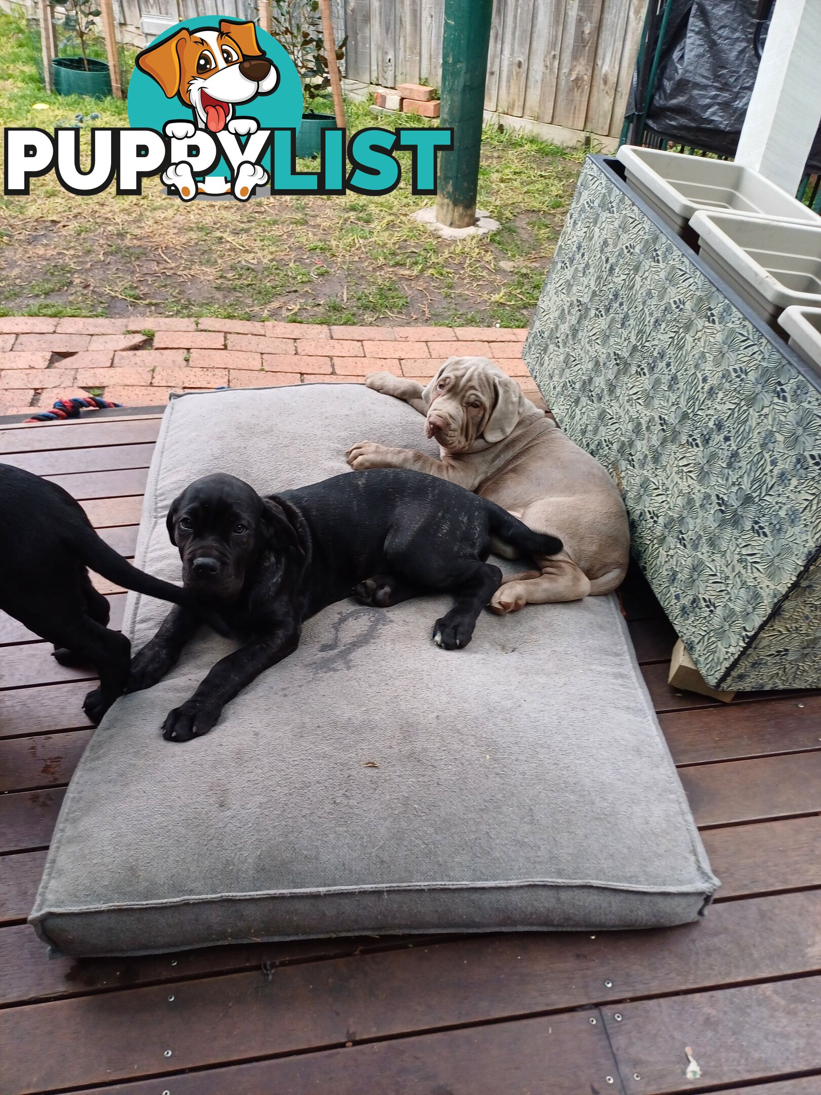 Neo mastiffs puppies