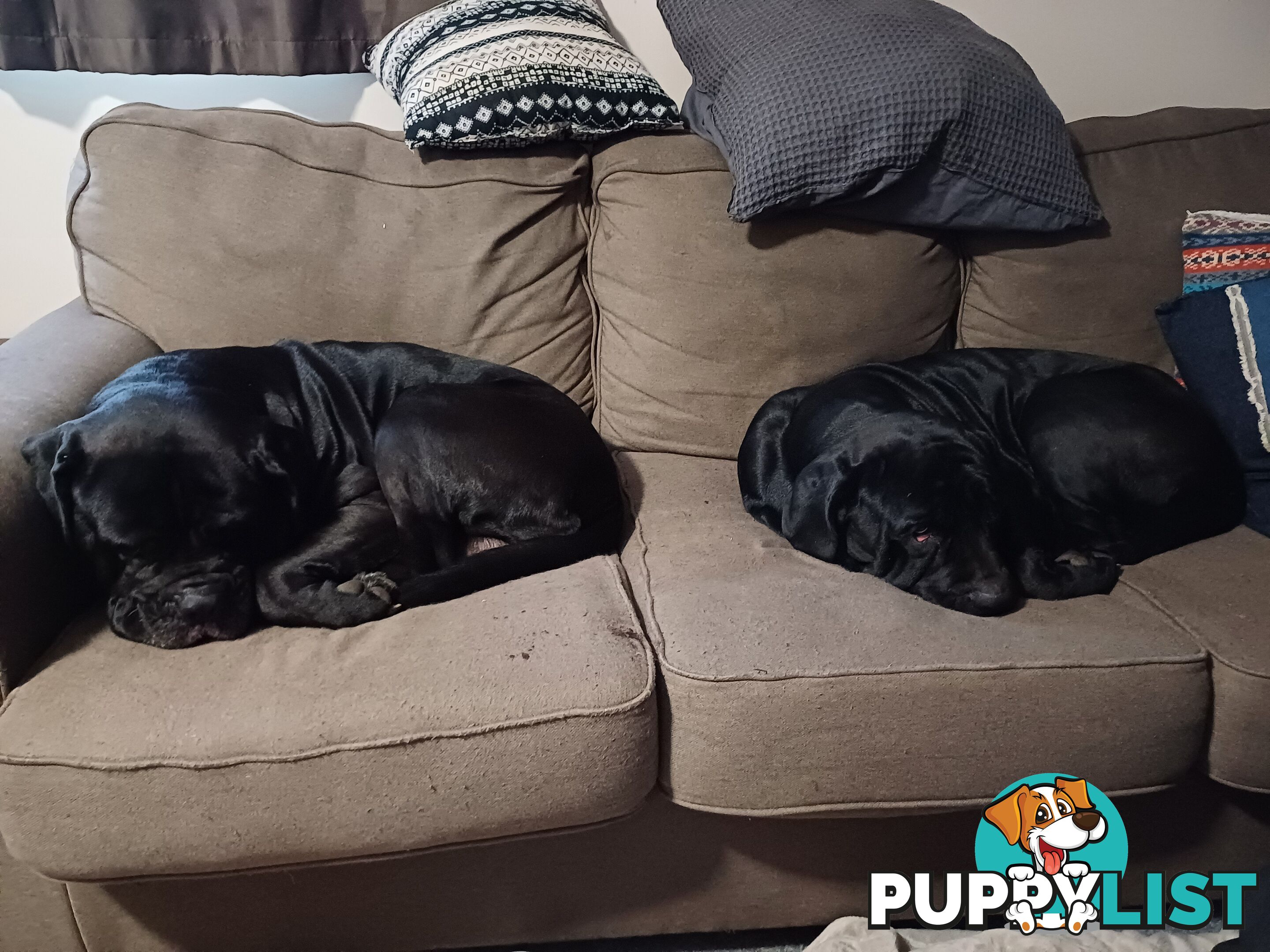 Neo mastiffs puppies