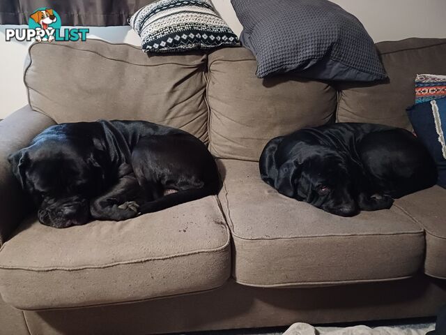 Neo mastiffs puppies