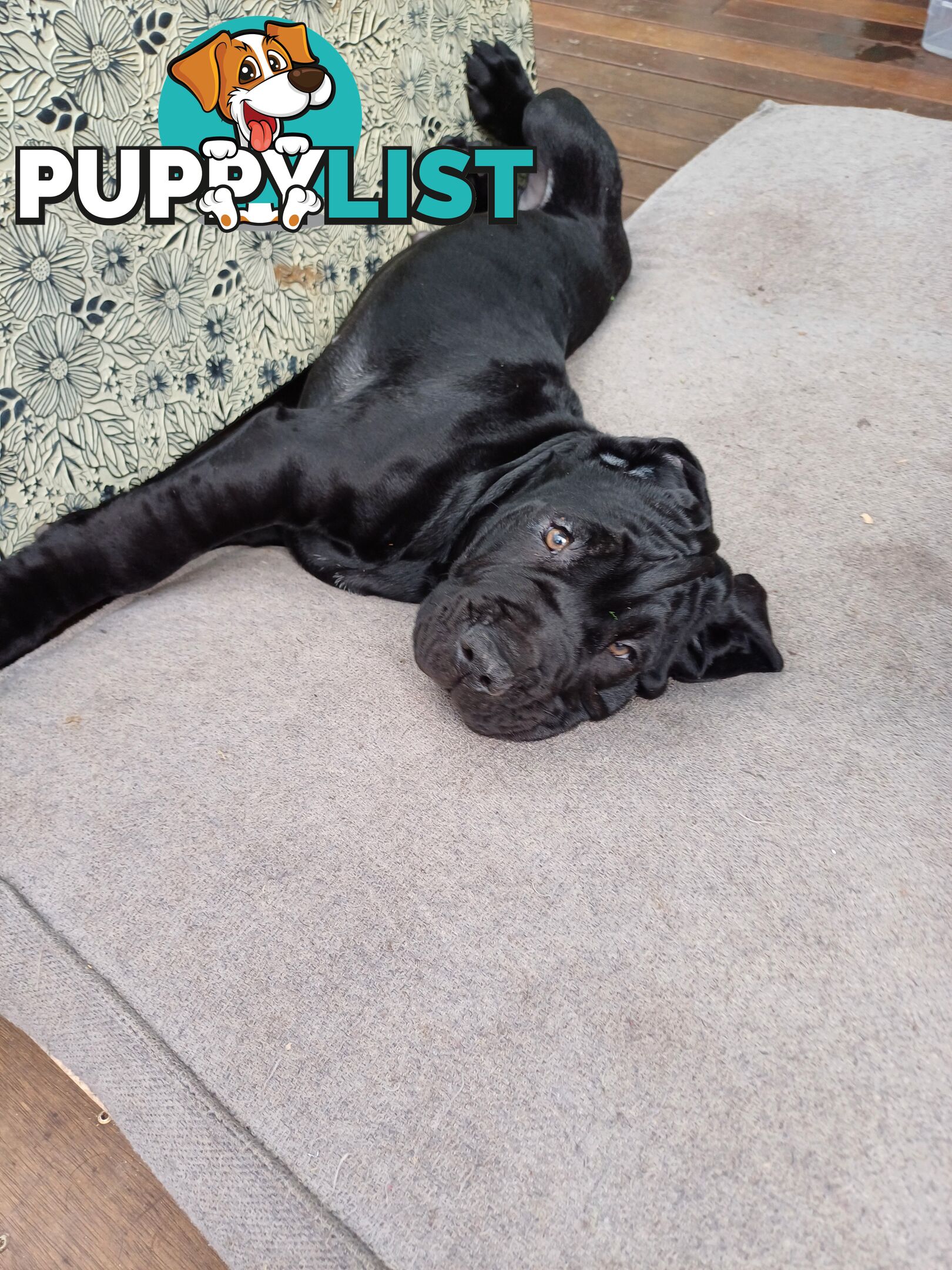 Neo mastiffs puppies