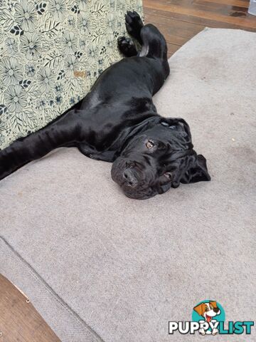 Neo mastiffs puppies