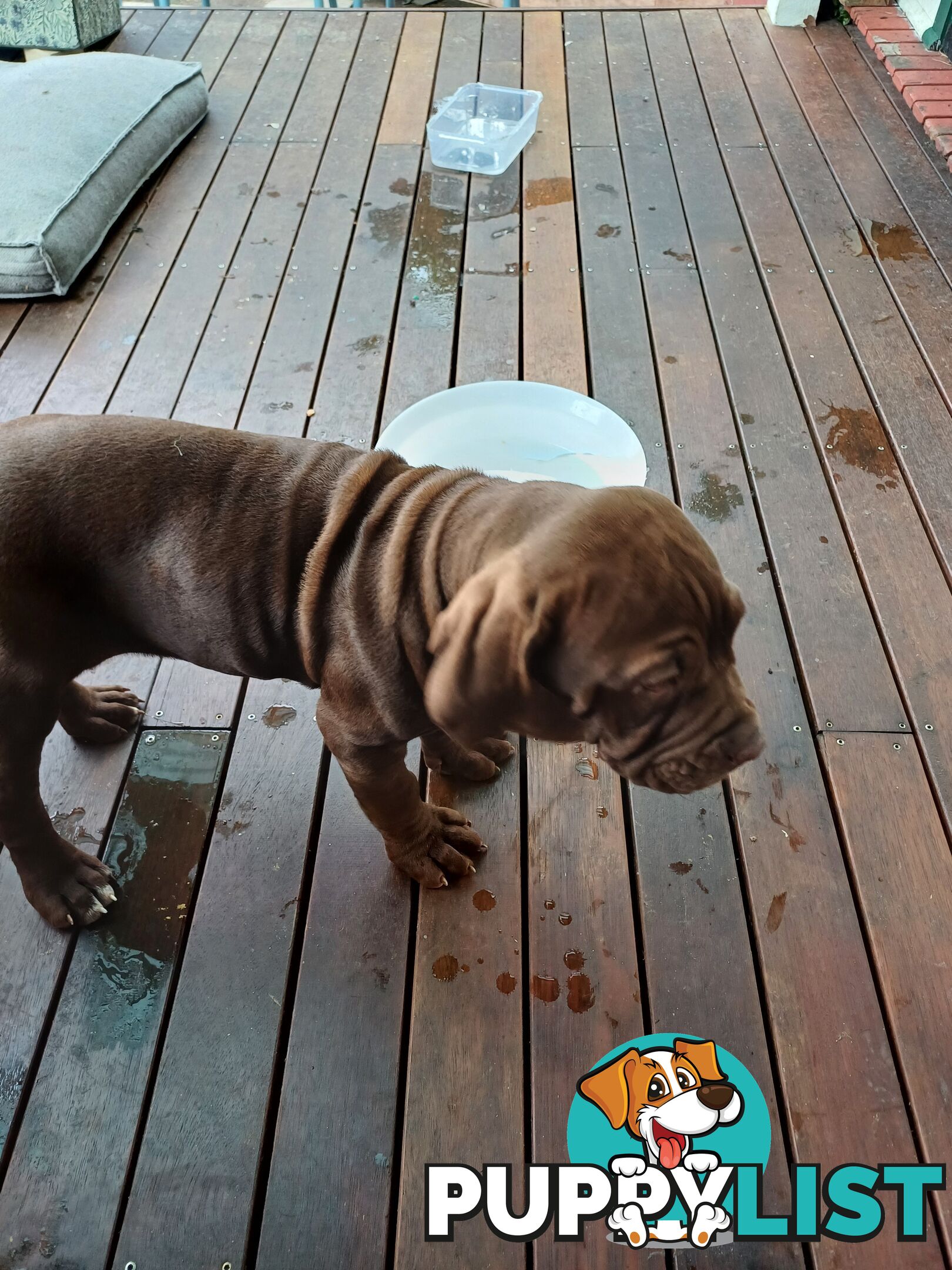 Neo mastiffs puppies