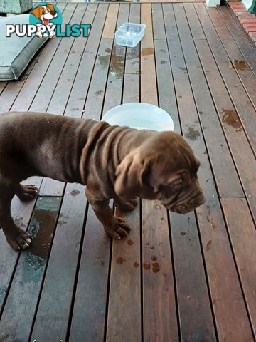 Neo mastiffs puppies
