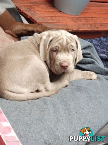 Neo mastiffs puppies