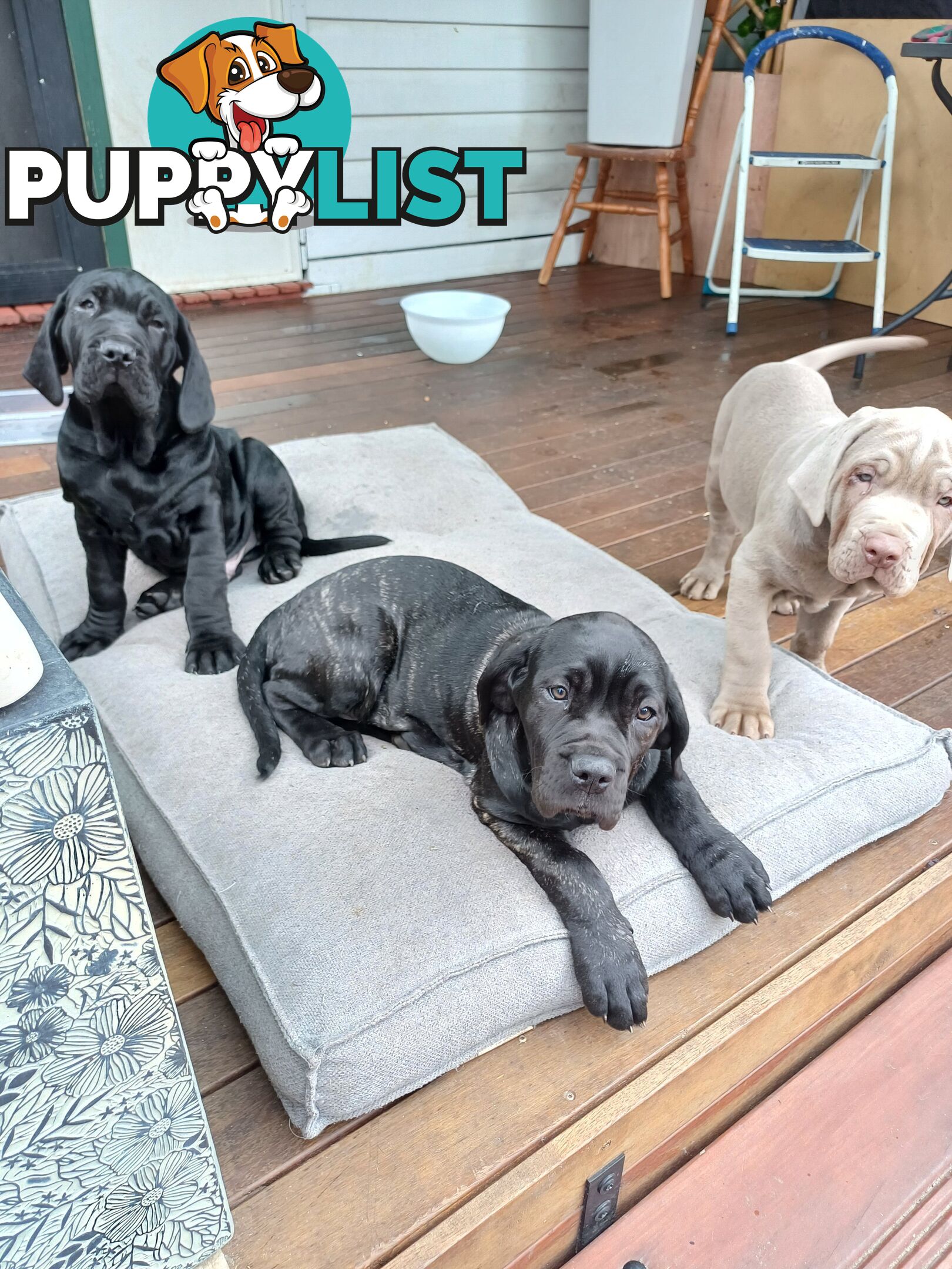Neo mastiffs puppies