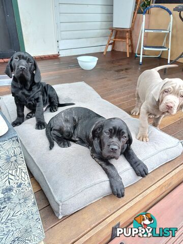 Neo mastiffs puppies