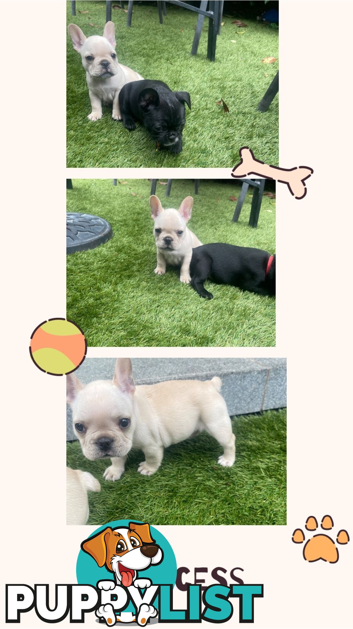 Pure French bulldog puppies