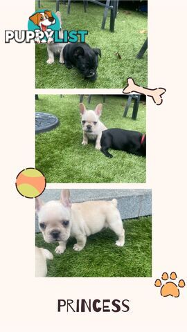 Pure French bulldog puppies