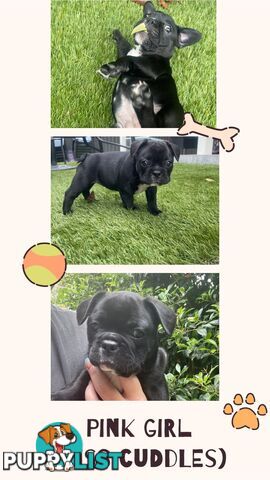 Pure French bulldog puppies