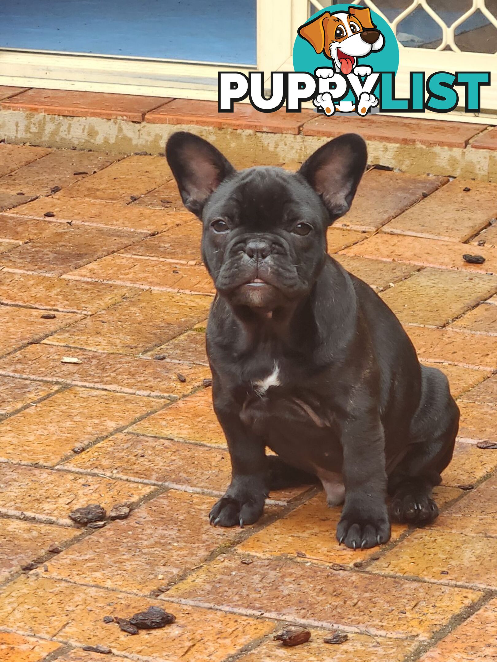 French bulldog pedigree