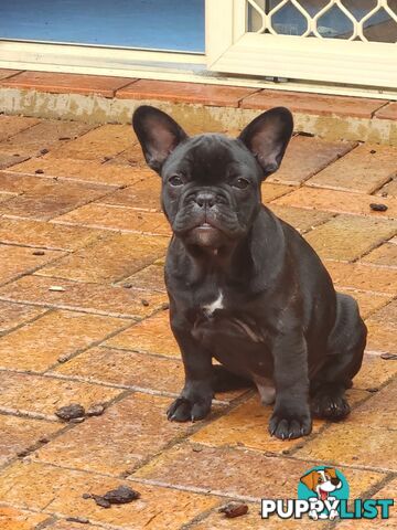 French bulldog pedigree