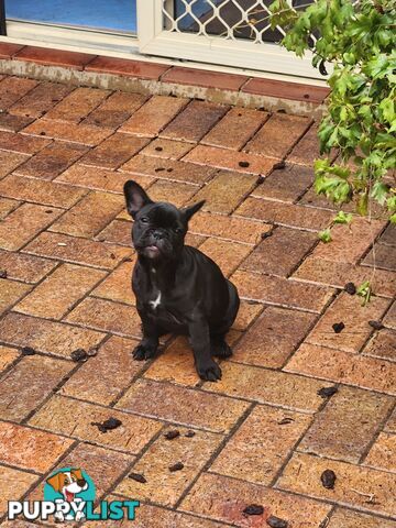 French bulldog pedigree