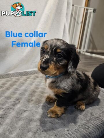 8 Mini dachshund for sale
