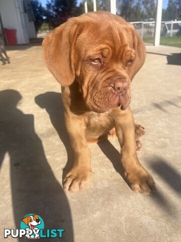 Dogue de bordeaux