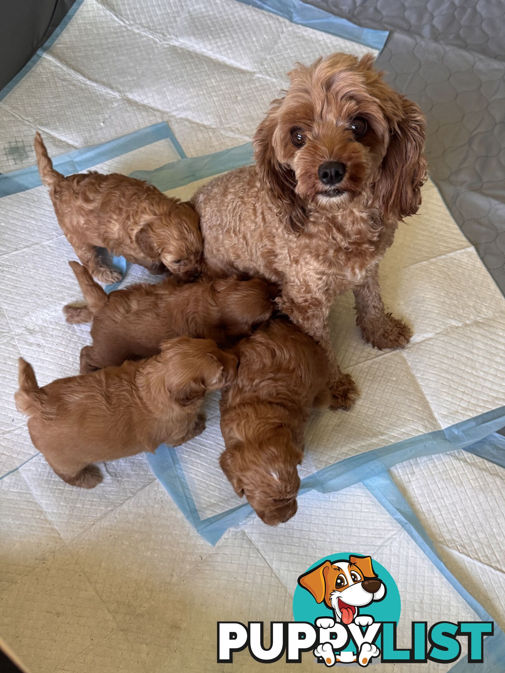 Toy Cavoodle Puppies For Sale