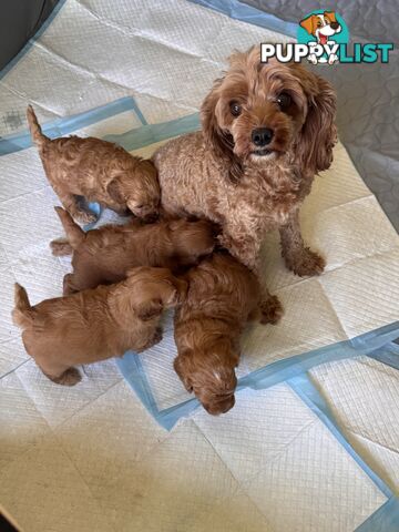 Toy Cavoodle Puppies For Sale