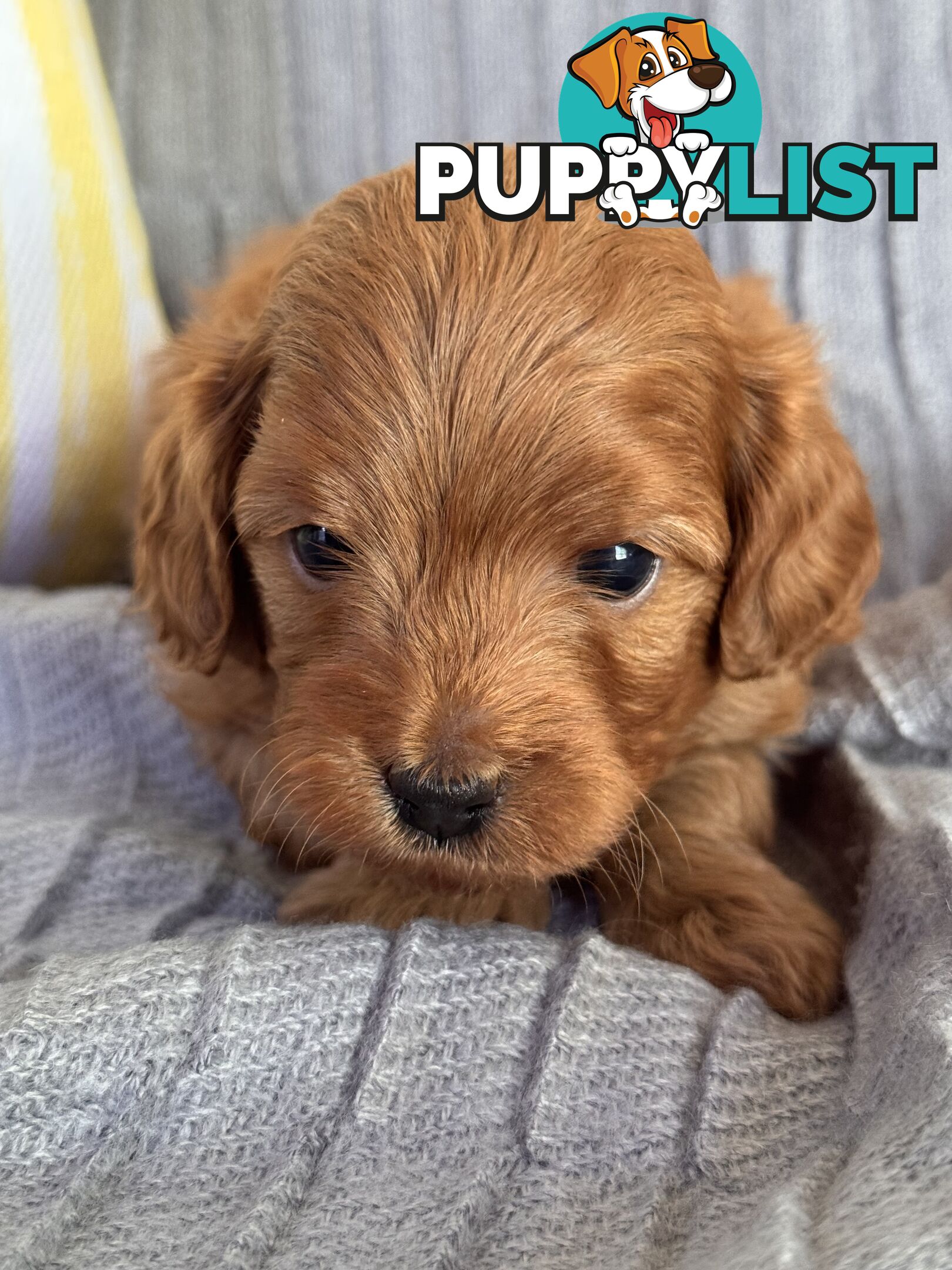 Toy Cavoodle Puppies For Sale