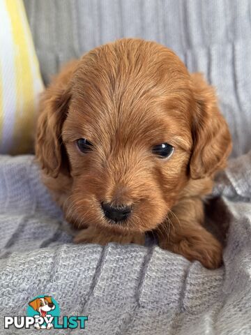 Toy Cavoodle Puppies For Sale