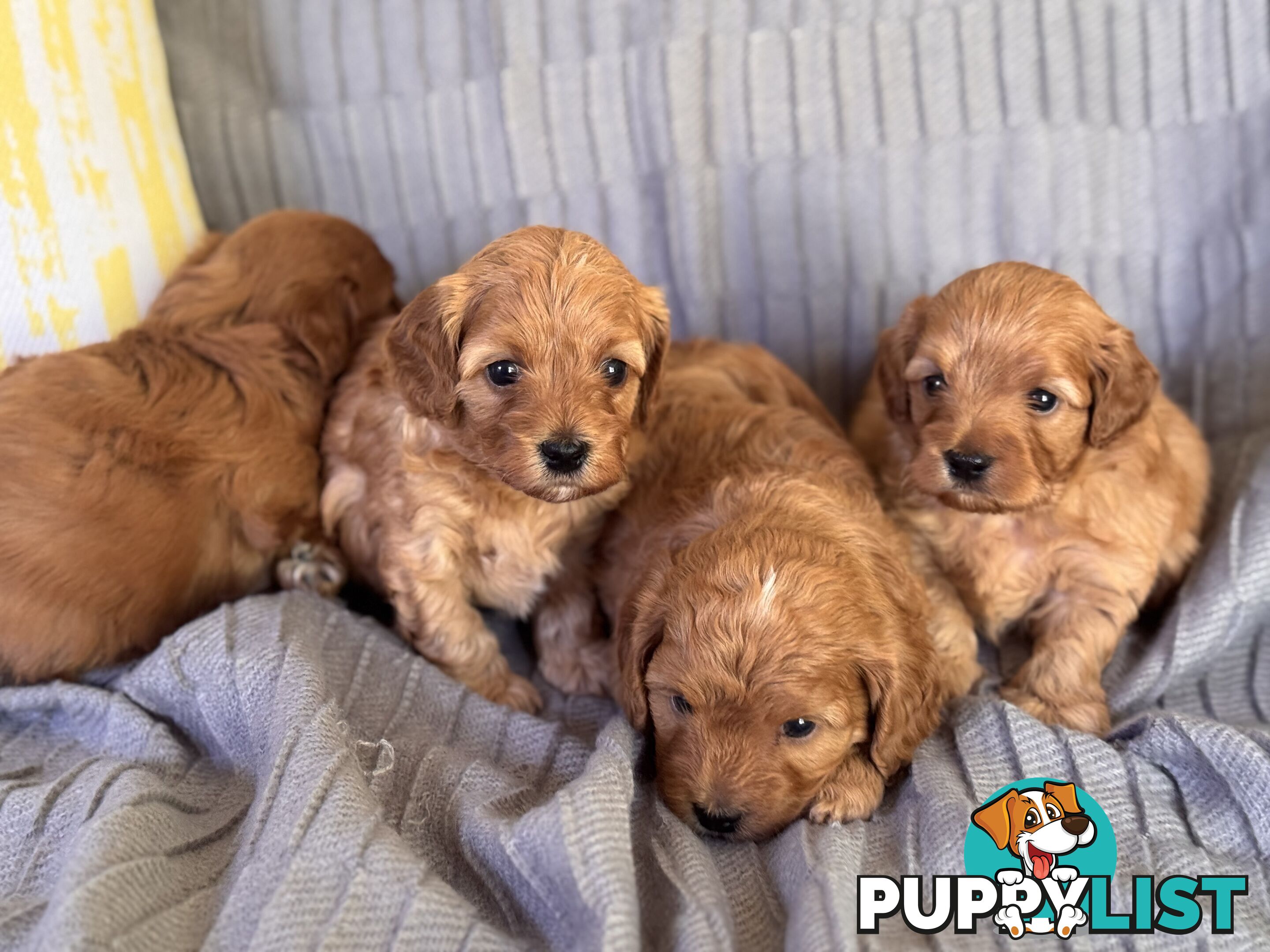 Toy Cavoodle Puppies For Sale