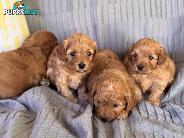 Toy Cavoodle Puppies For Sale