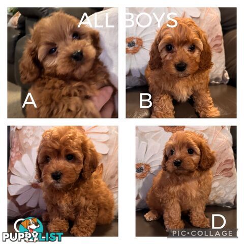 Toy Cavoodle Puppies For Sale