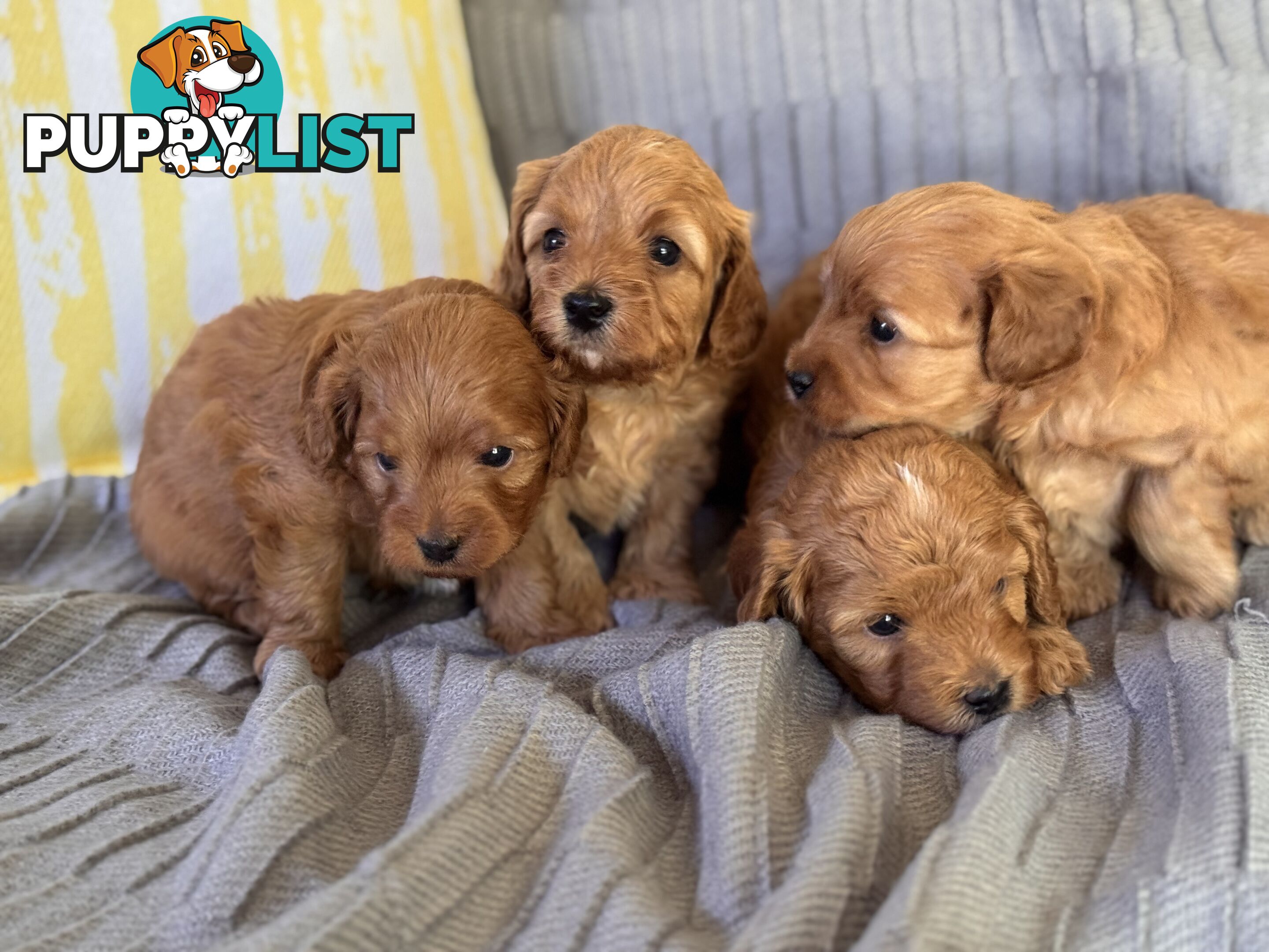 Toy Cavoodle Puppies For Sale