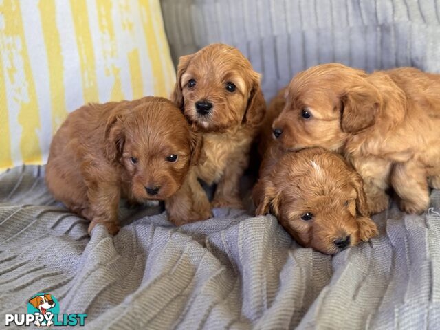 Toy Cavoodle Puppies For Sale