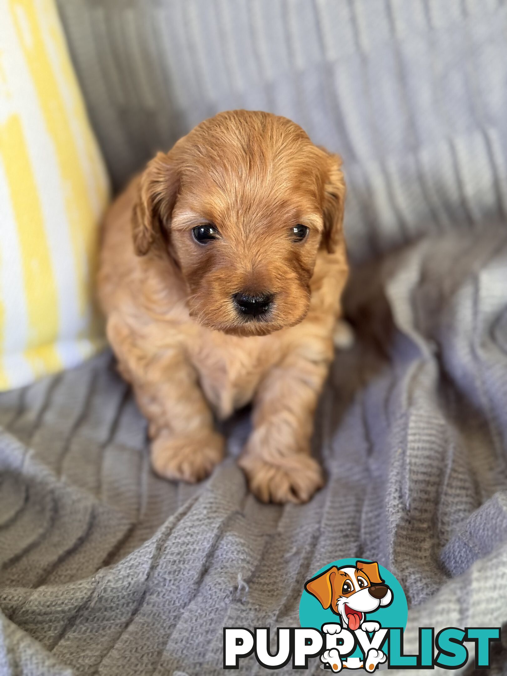 Toy Cavoodle Puppies For Sale