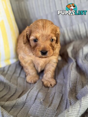 Toy Cavoodle Puppies For Sale