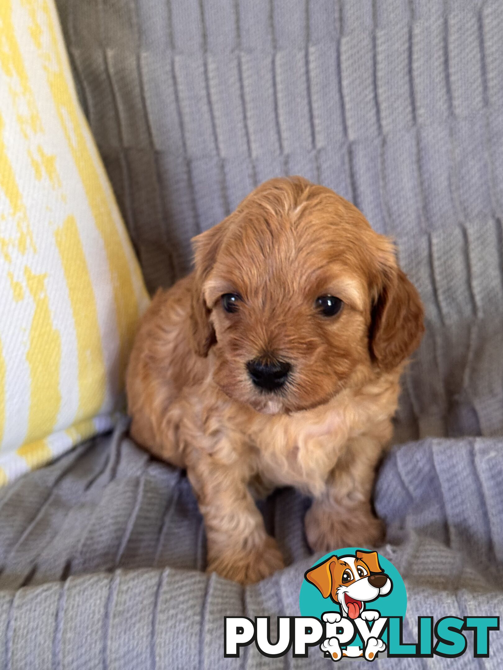 Toy Cavoodle Puppies For Sale