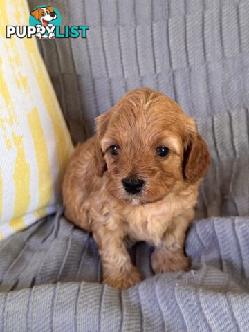 Toy Cavoodle Puppies For Sale