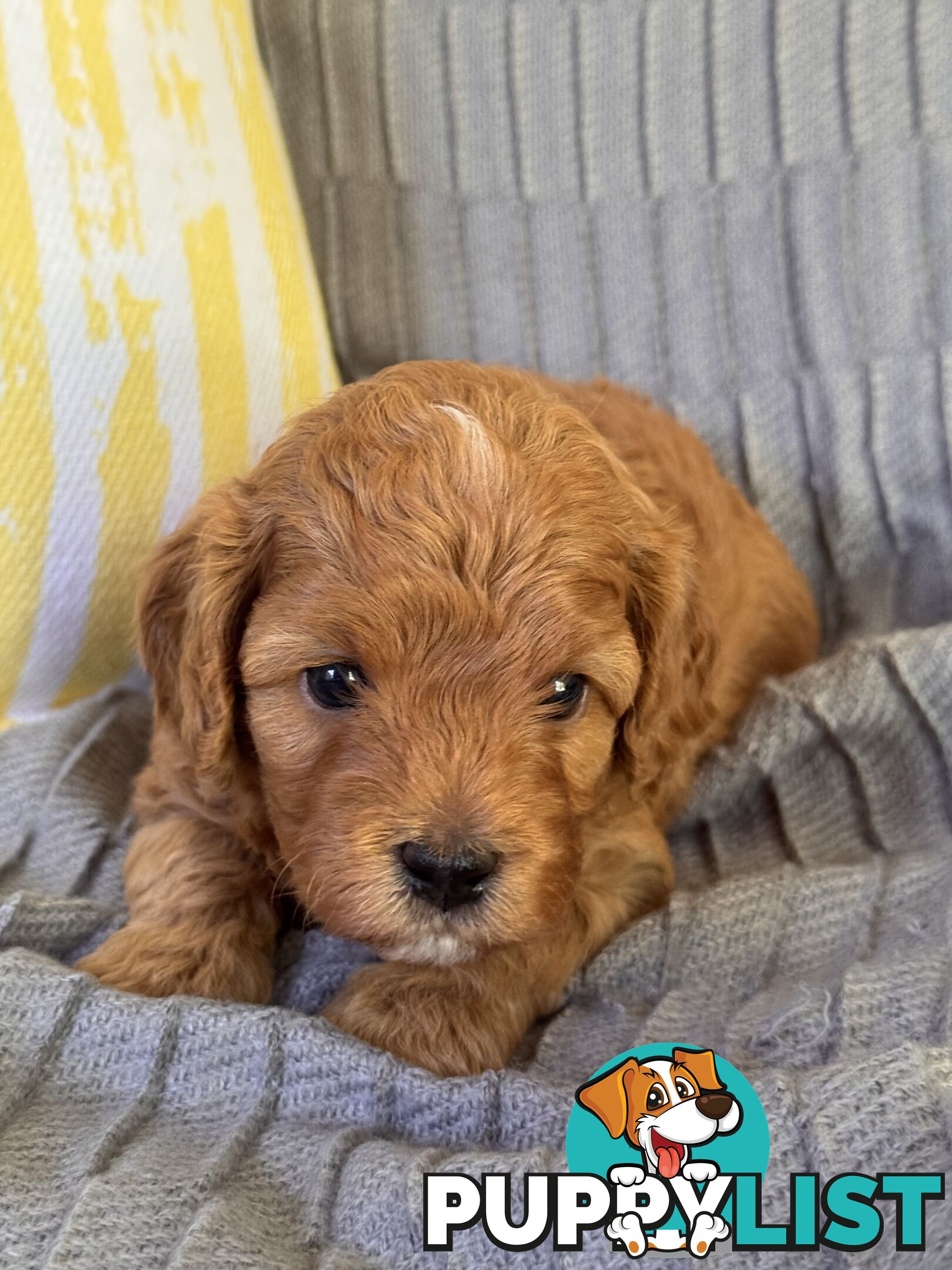 Toy Cavoodle Puppies For Sale