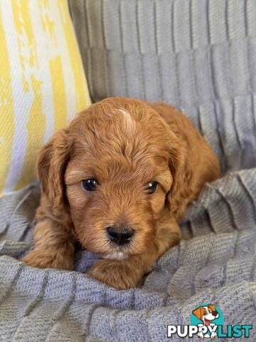 Toy Cavoodle Puppies For Sale