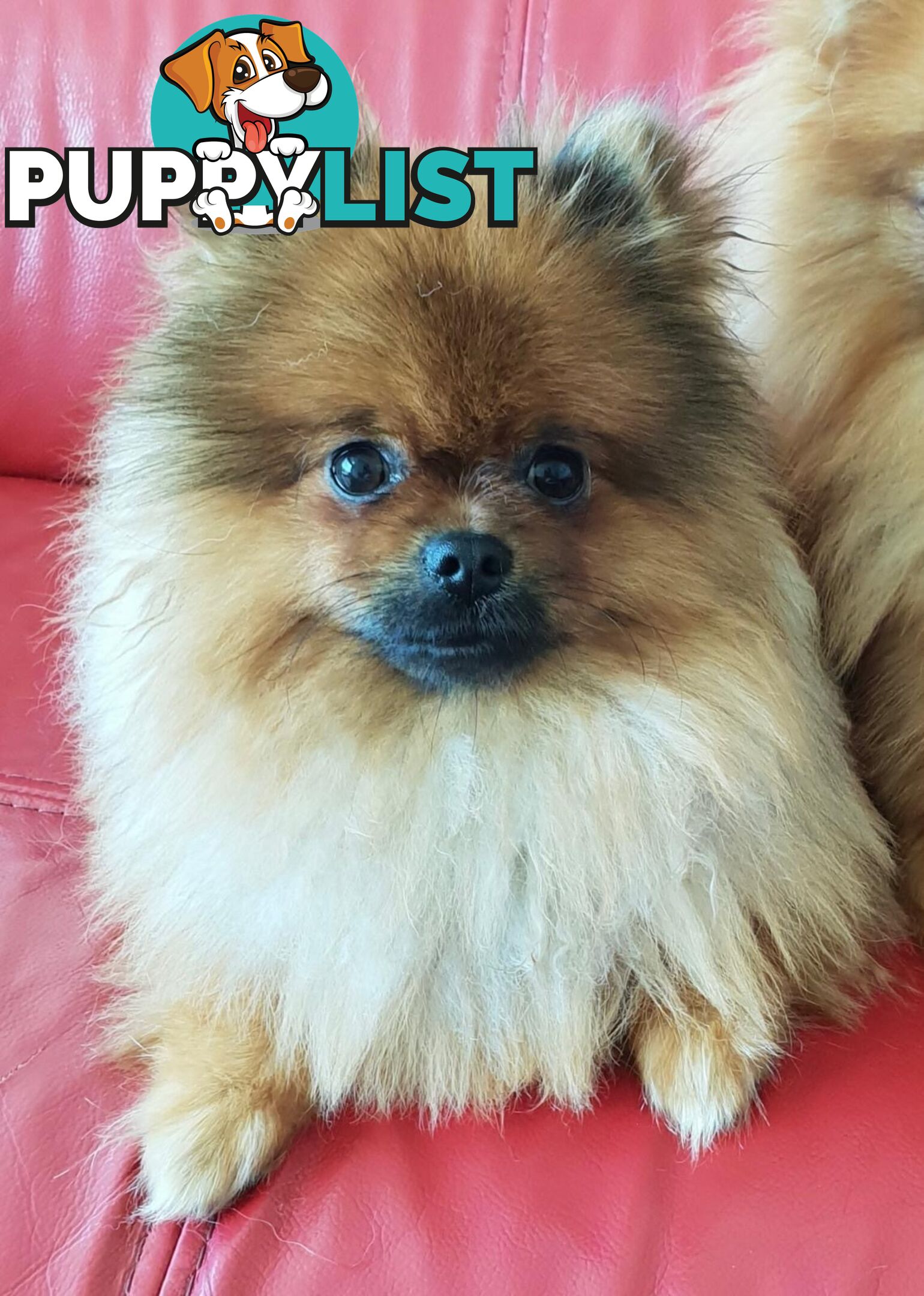 Purebred Pomeranian Stud on offer