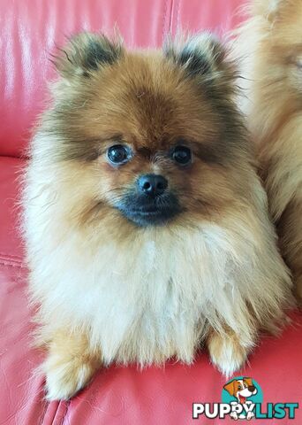 Purebred Pomeranian Stud on offer