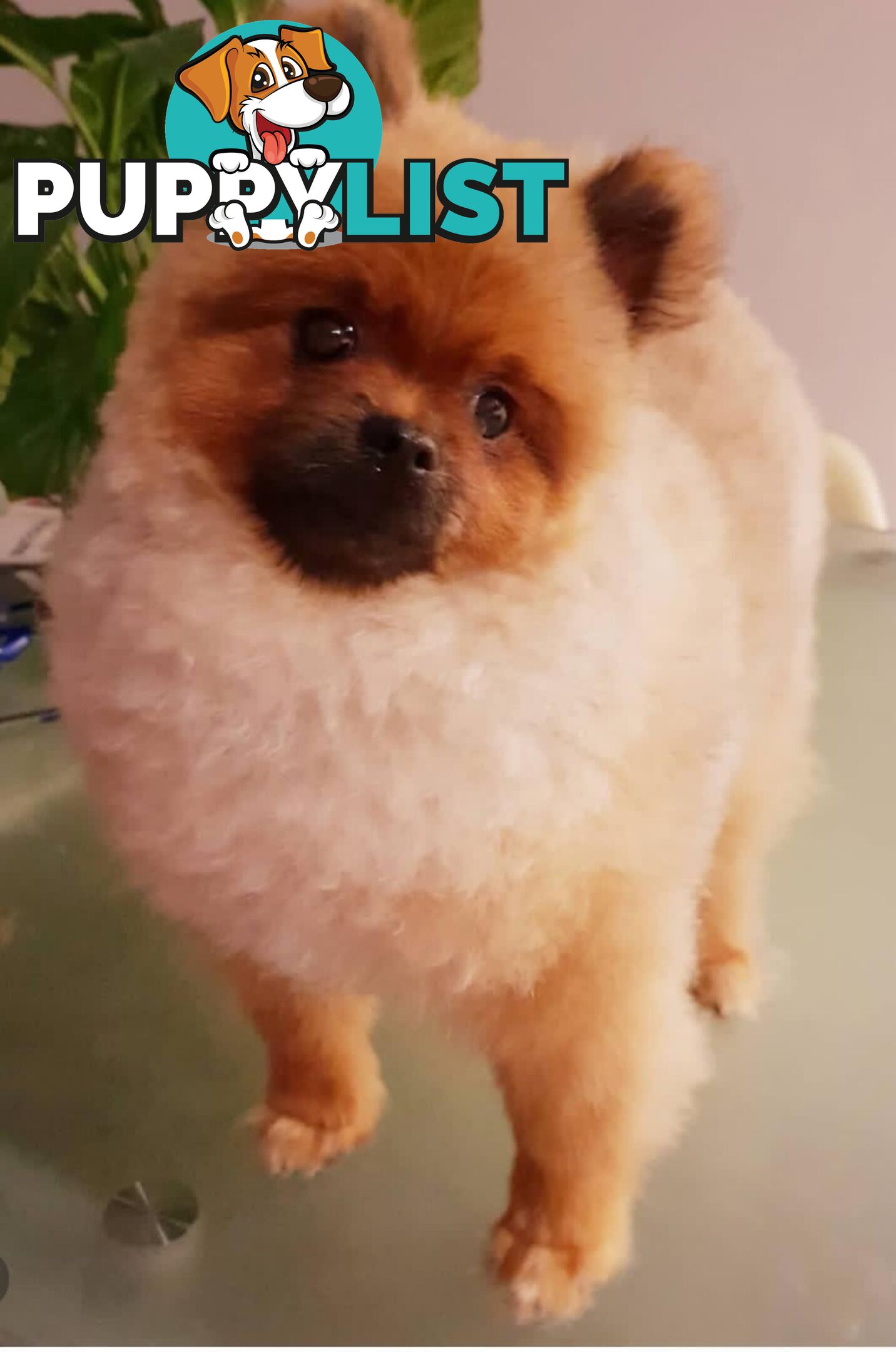 Purebred Pomeranian Stud on offer