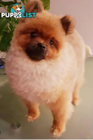 Purebred Pomeranian Stud on offer