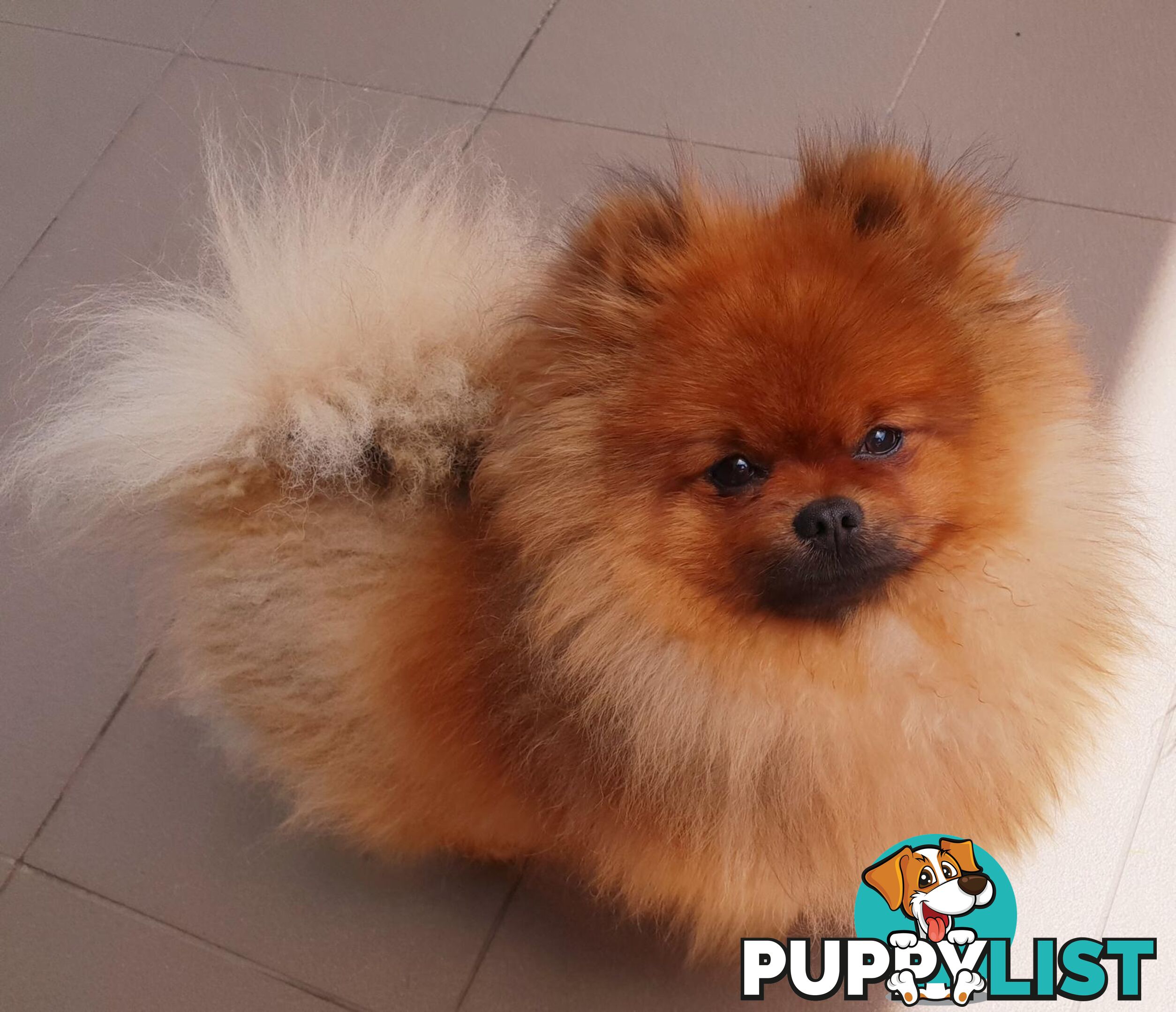 Purebred Pomeranian Stud on offer