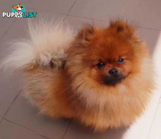 Purebred Pomeranian Stud on offer