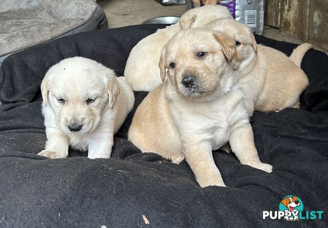 Golden retriever x labradors