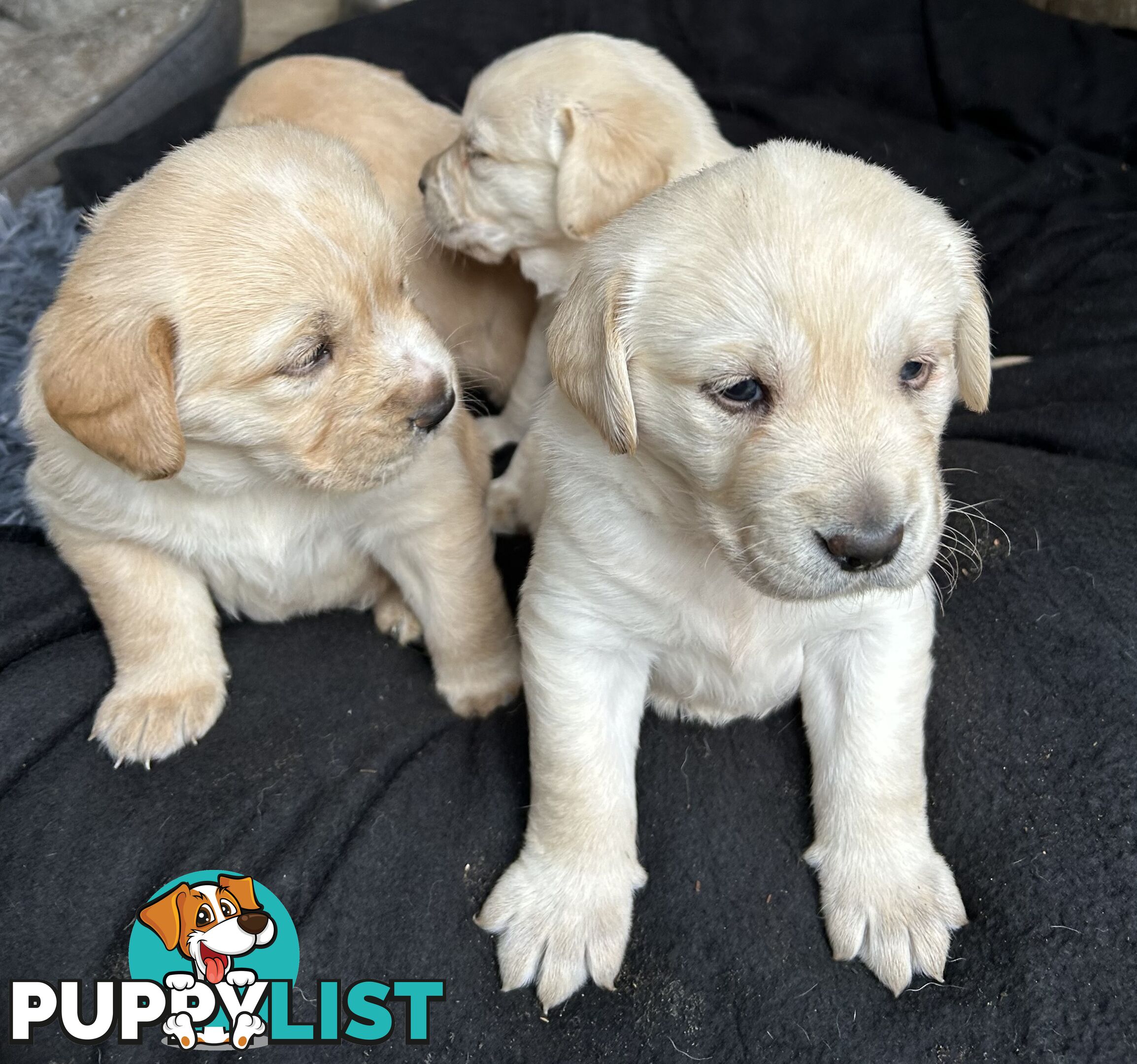 Golden retriever x labradors