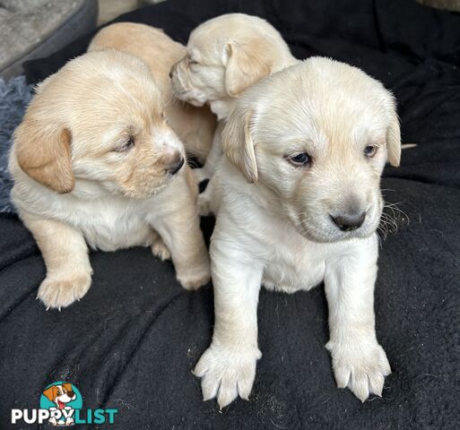 Golden retriever x labradors